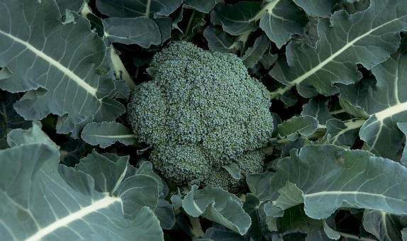 Broccoli – Rock F1