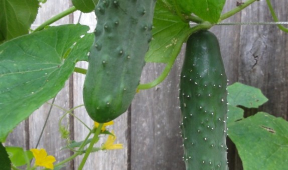 Cucumber