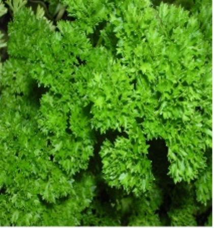 Parsley