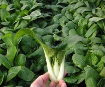 Pak Choi – Smart F1