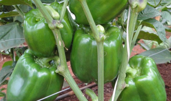 Green Pepper – Superbell F1