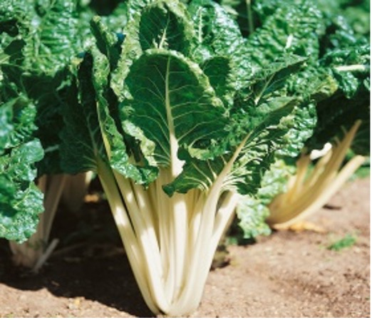 Swiss Chard – Ford Hook Giant