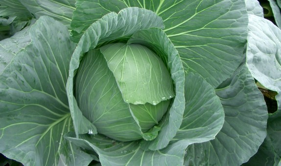Cabbage – Michelle F1
