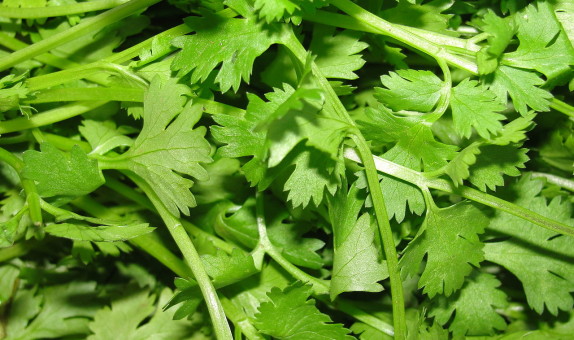 Coriander – Multicut